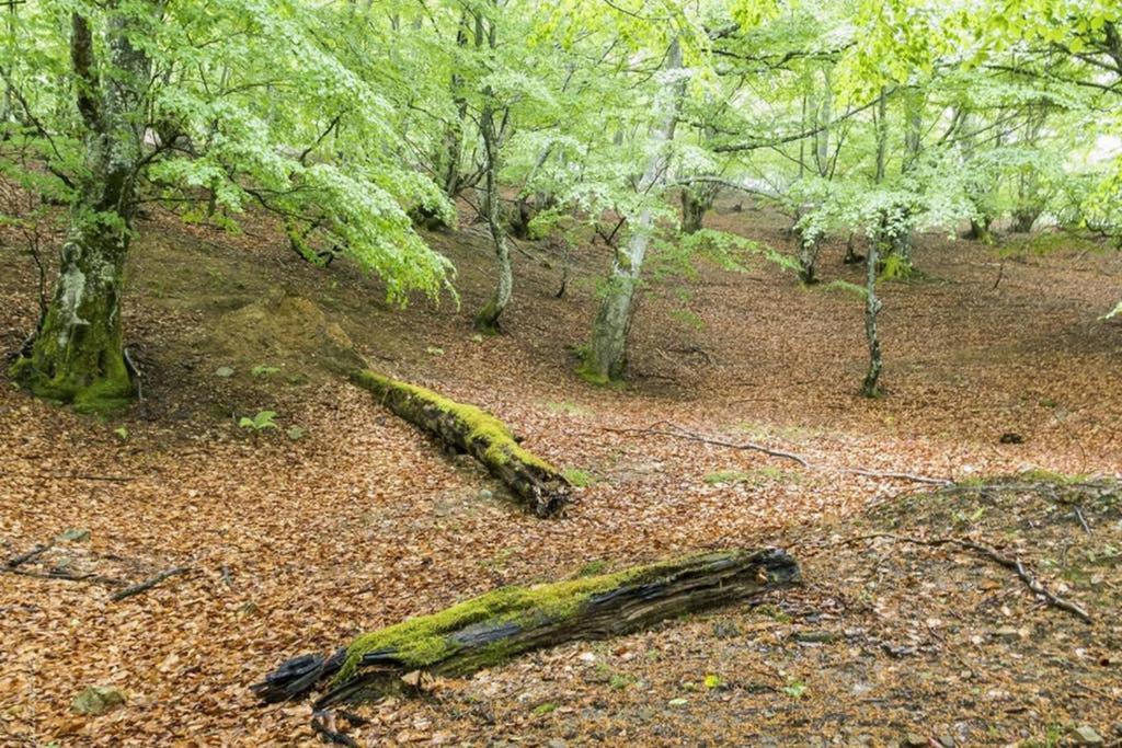 Los Molinos - Atico En Montana De Asturias Felechosa Buitenkant foto