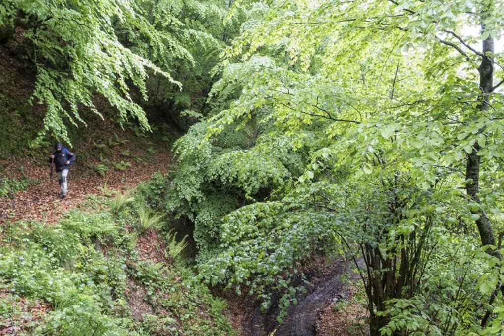 Los Molinos - Atico En Montana De Asturias Felechosa Buitenkant foto